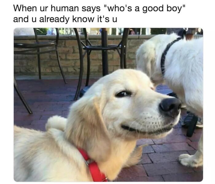 Smiling golden retriever dog wearing a red collar with funny relatable meme text about being a good boy.