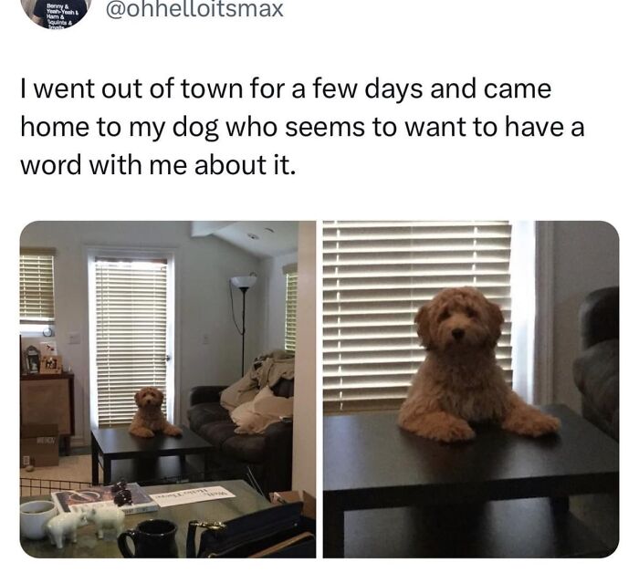 Small brown dog sitting on a black table looking serious in a living room, a funny meme many might find relatable.