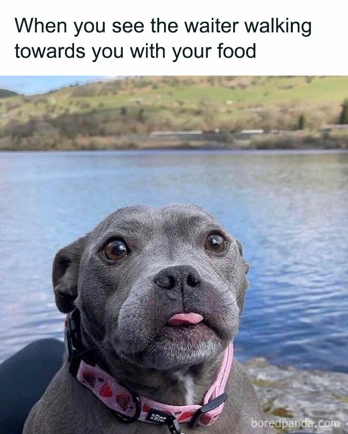 Grey dog with tongue slightly out by a lake, looking eagerly, perfect for funny memes painfully relatable content.