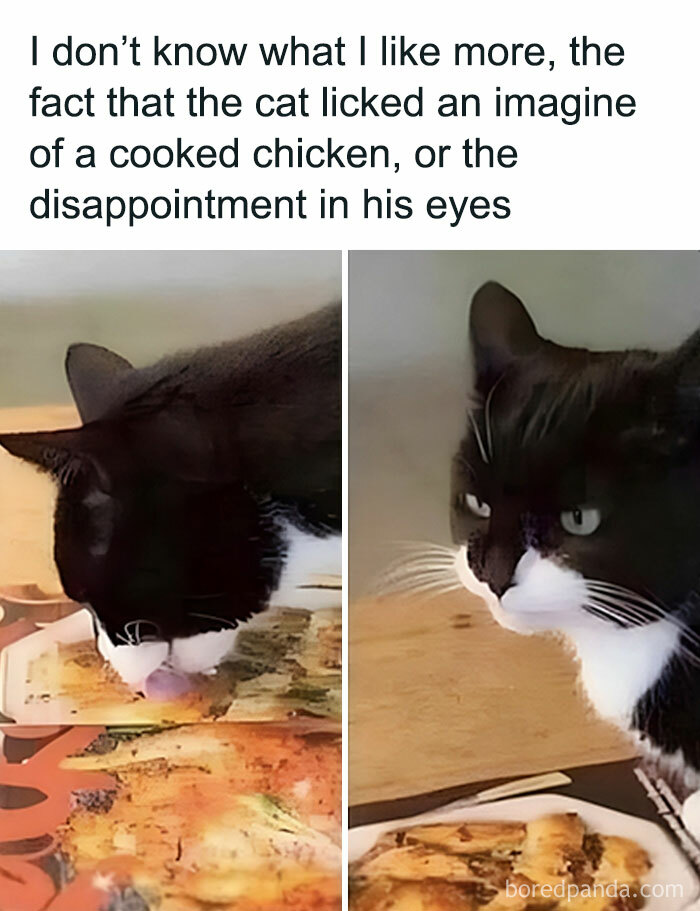 Black and white cat licking a cooked chicken image with a funny and painfully relatable expression meme.