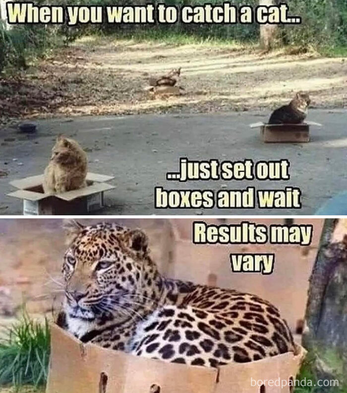 Cats and a leopard sitting in cardboard boxes outdoors, illustrating a funny and relatable meme about patience.