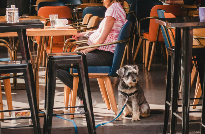 "[Am I The Jerk] For Leaving When Our Friends Brought Their Dog To Dinner?"