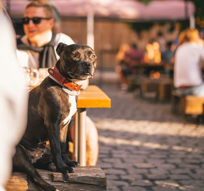 "[Am I The Jerk] For Leaving When Our Friends Brought Their Dog To Dinner?"