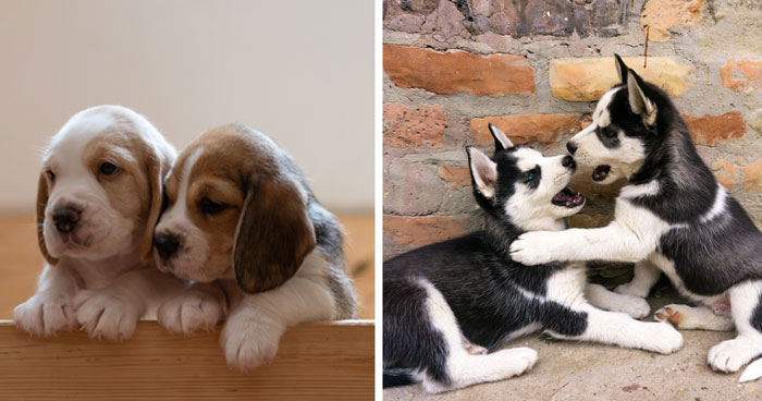 Littermate Syndrome in Dogs – Vet Overview