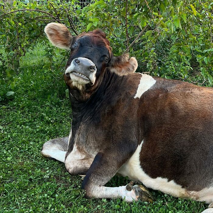 This Blind Cow Can&rsquo;t Stop Cuddling With The People Who Rescued Her From A Dairy Farm