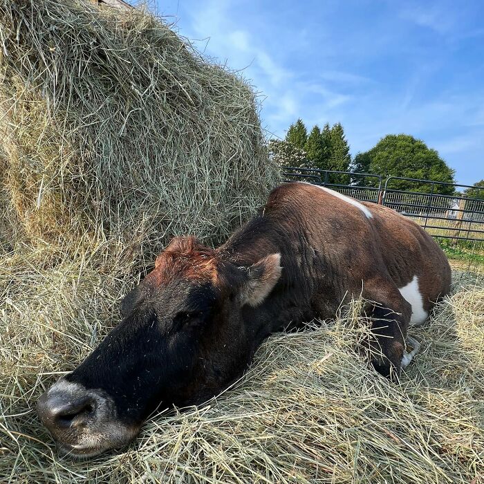 This Blind Cow Can&rsquo;t Stop Cuddling With The People Who Rescued Her From A Dairy Farm