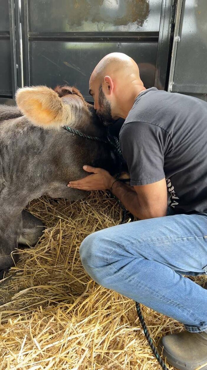 This Blind Cow Can&rsquo;t Stop Cuddling With The People Who Rescued Her From A Dairy Farm
