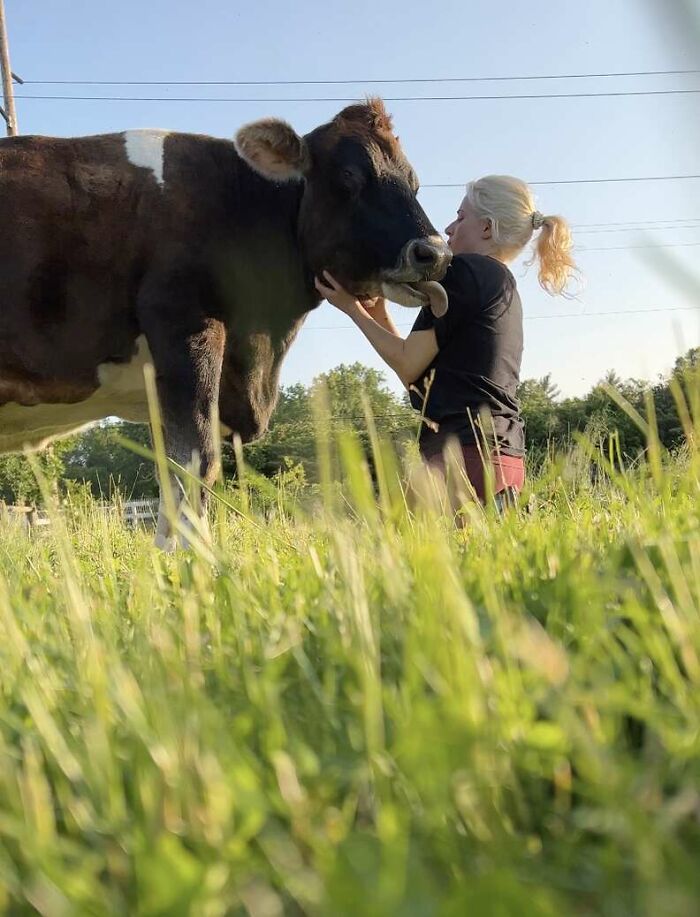 This Blind Cow Can&rsquo;t Stop Cuddling With The People Who Rescued Her From A Dairy Farm