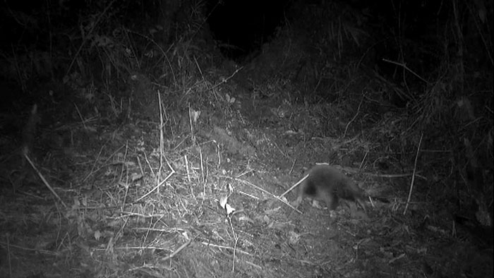 Scientists &ldquo;Delighted&rdquo; To Discover That A Bizarre 200-Million-Year-Old Species Isn&rsquo;t Extinct