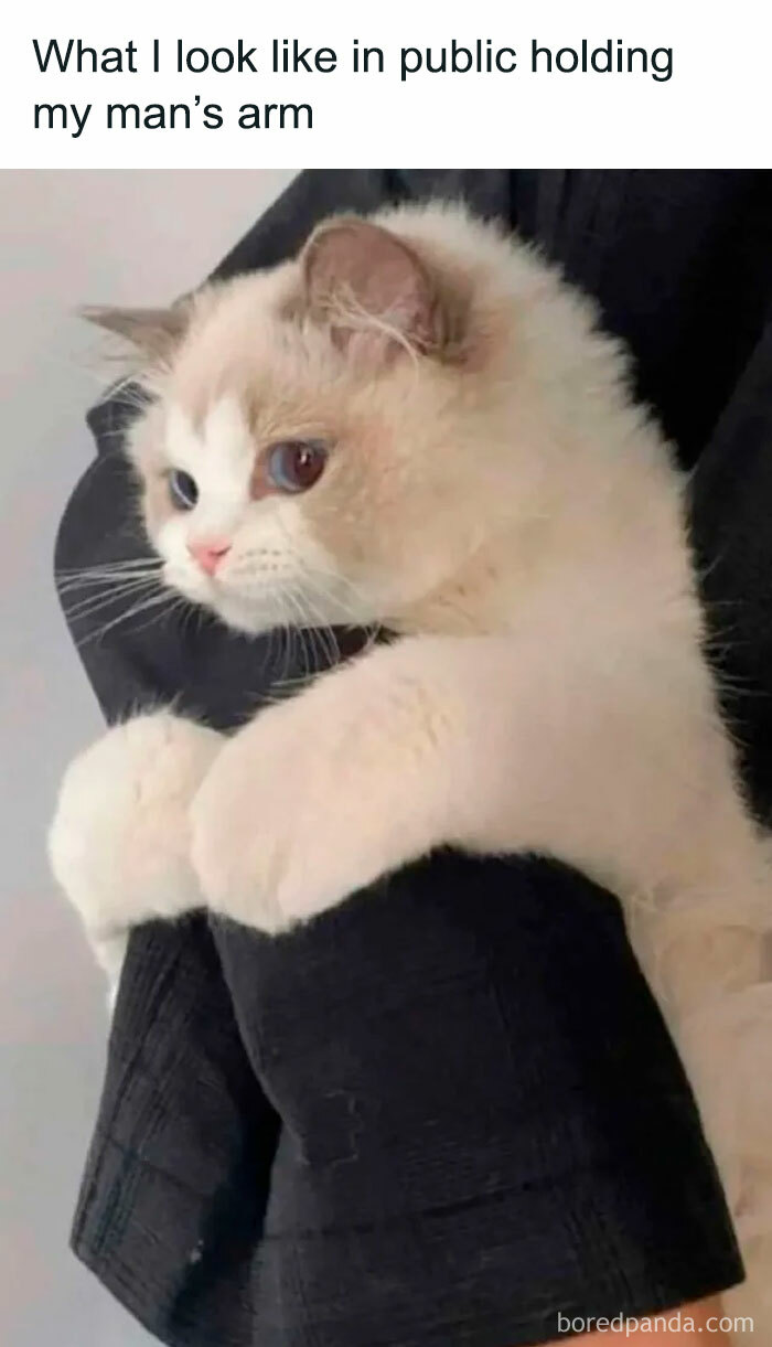 Fluffy cat clinging to a person's arm, humorously resembling couples in public.