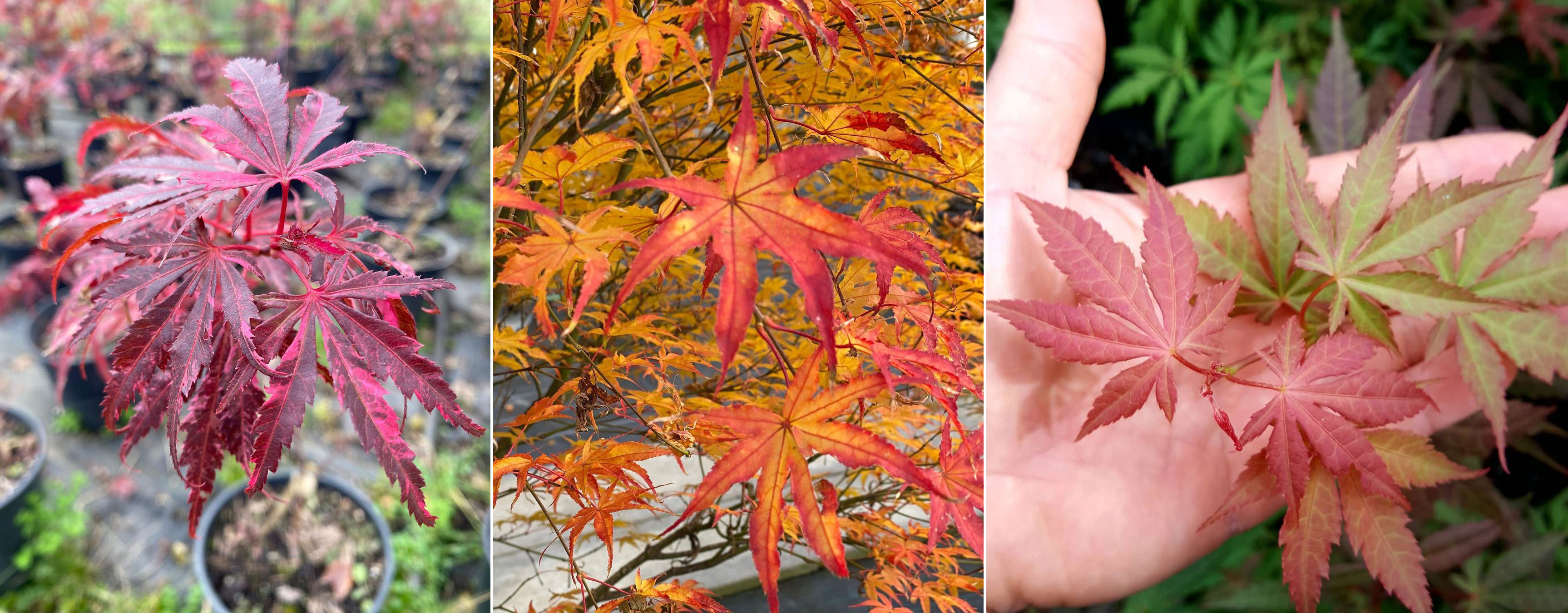 A compilation photo of Palmatum, Amoenum and Matsumurae Japanese maple.