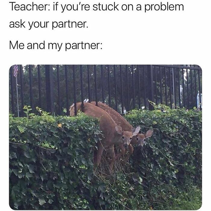 Two deer stuck in a fence, humorously illustrating the concept of being stuck, relatable memes.