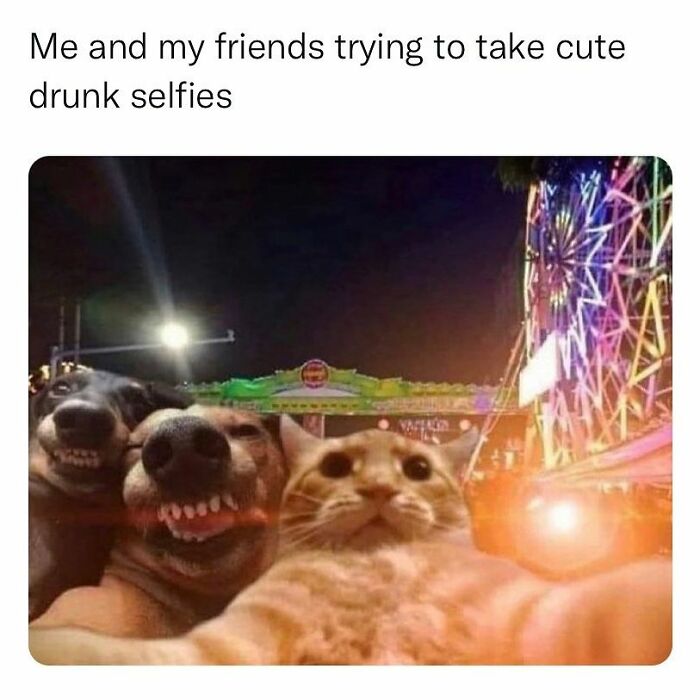 Three animals taking a selfie at night in front of a brightly lit amusement park, illustrating relatable memes.