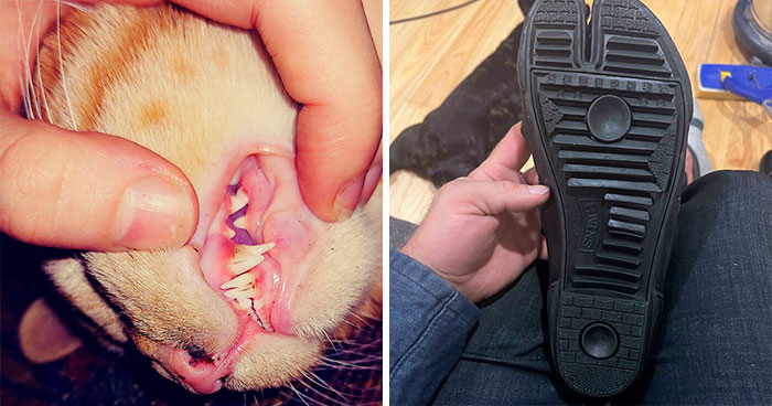 50 ‘Mildly Interesting’ Things That May Surprise You (New Pics)