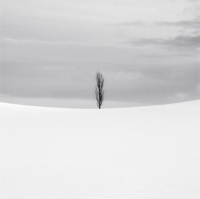 Lonely Tree