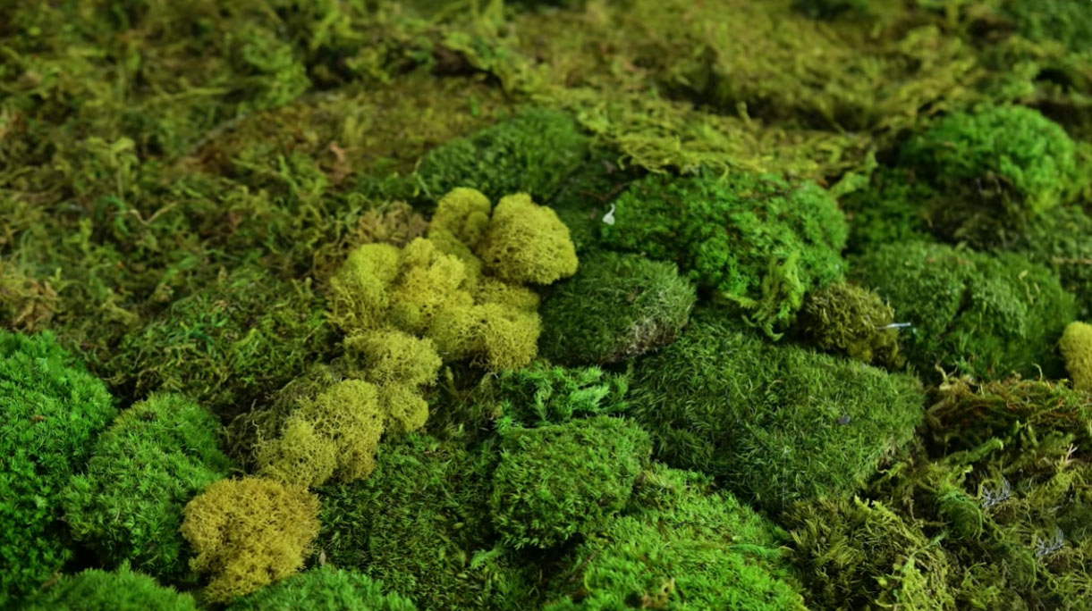 Close-up of preserved moss in various green shades, ideal for creating DIY moss rugs and bath mats projects. Close-up of preserved moss in various green shades, ideal for creating DIY moss rugs and bath mats projects.