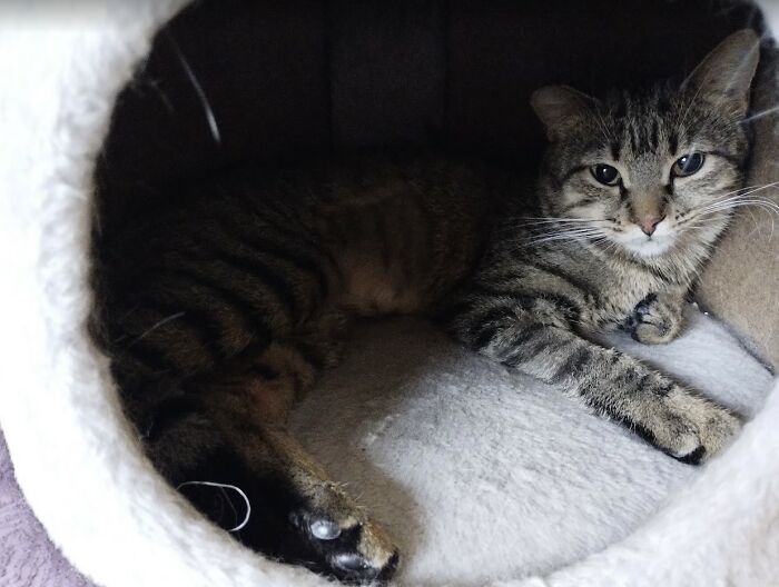 These Two Orphaned Kittens Are Learning To Enjoy The Warmth Of A Home