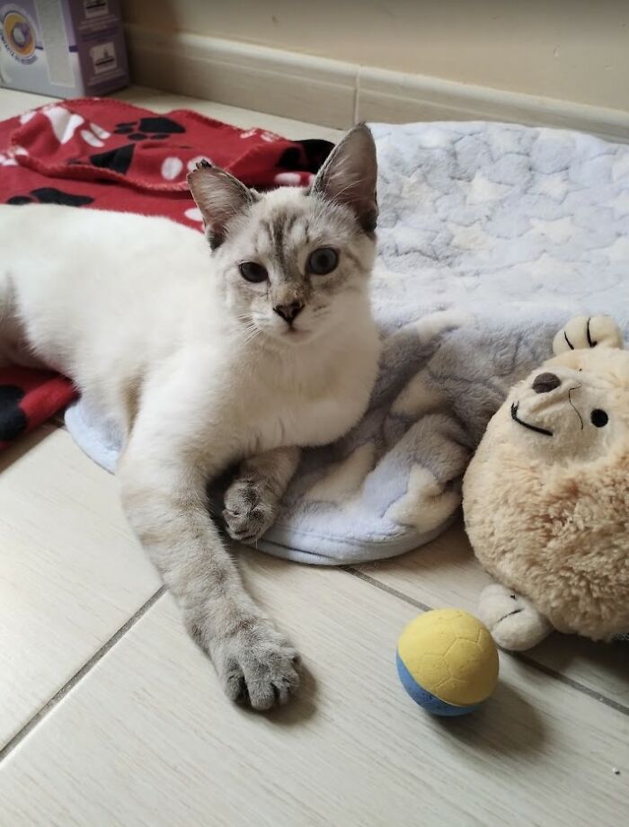 These Two Orphaned Kittens Are Learning To Enjoy The Warmth Of A Home