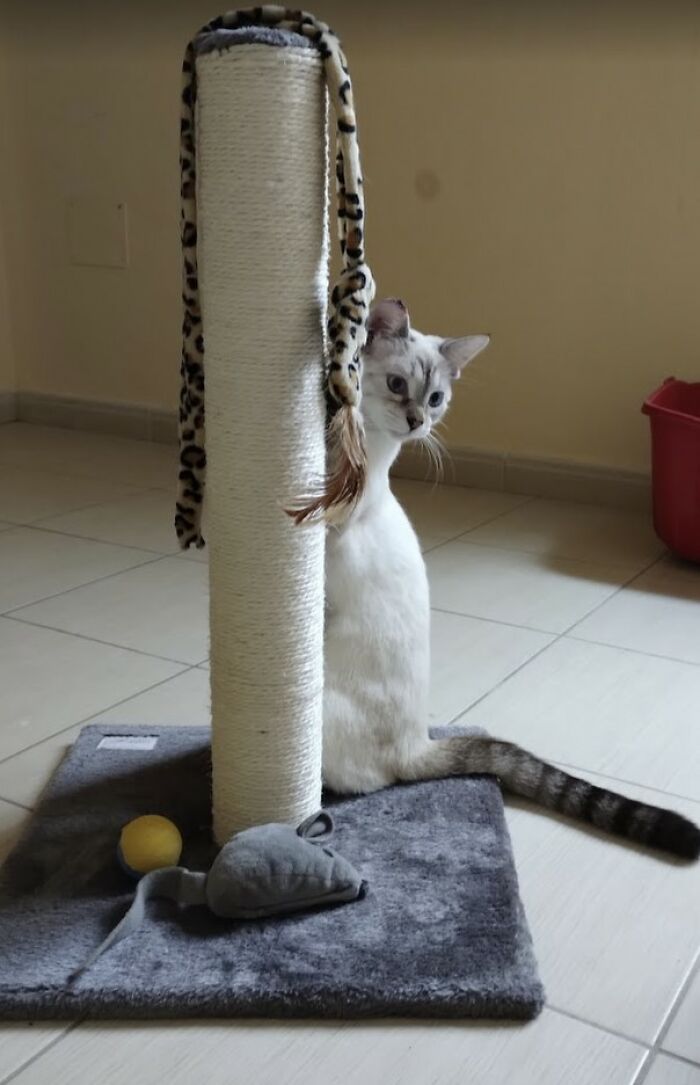 These Two Orphaned Kittens Are Learning To Enjoy The Warmth Of A Home