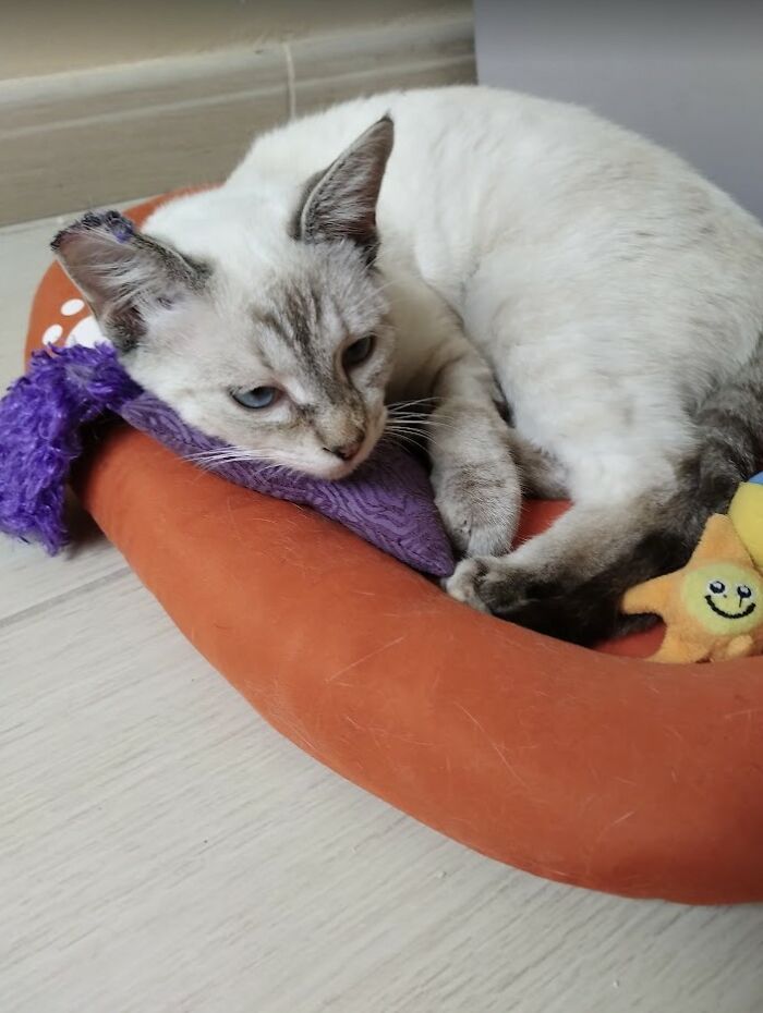 These Two Orphaned Kittens Are Learning To Enjoy The Warmth Of A Home
