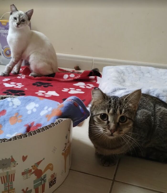 These Two Orphaned Kittens Are Learning To Enjoy The Warmth Of A Home
