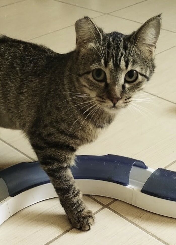 These Two Orphaned Kittens Are Learning To Enjoy The Warmth Of A Home