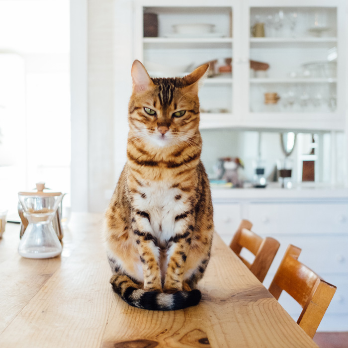 Grumpy cat on the table 