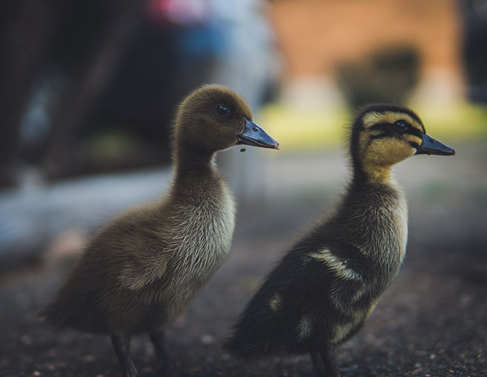 Two ducklings standing on the ground in natural light, captured in a close-up photo about creepy facts of the world.