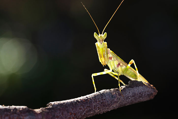 Close-up of a praying mantis on a branch representing creepy facts about the world and nature's eerie details.