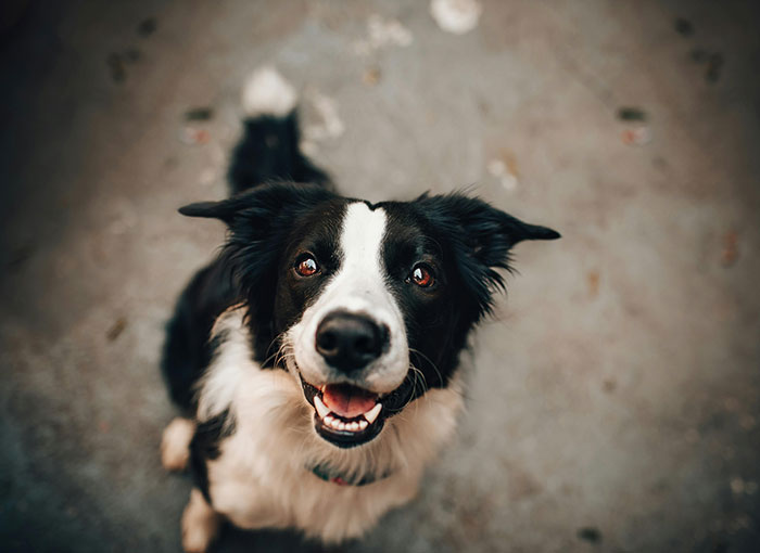 Close-up of a black and white dog looking up with bright eyes, illustrating creepy facts about the world.