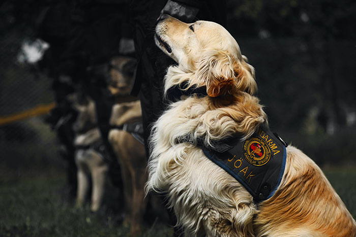 Golden retriever wearing a service dog vest sitting next to a handler, illustrating creepy facts about the world concept.