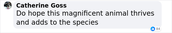 &ldquo;It&rsquo;s An Incredible Event&rdquo;: Critically Endangered Sumatran Rhino Welcomes Her First Baby Calf