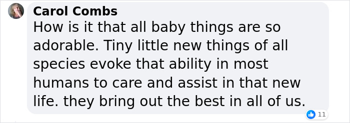 &ldquo;It&rsquo;s An Incredible Event&rdquo;: Critically Endangered Sumatran Rhino Welcomes Her First Baby Calf