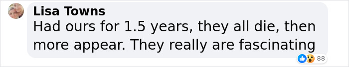 The Dark Truth Behind Childhood Staple Sea Monkeys Emerges Online