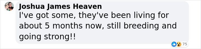 The Dark Truth Behind Childhood Staple Sea Monkeys Emerges Online