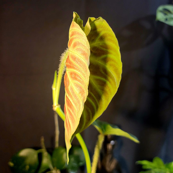 Philodendron Verrucosum closing leaf 