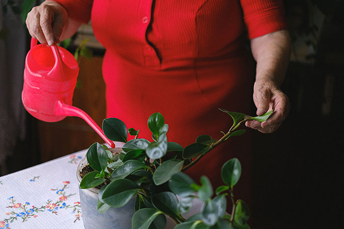woman watering a flower