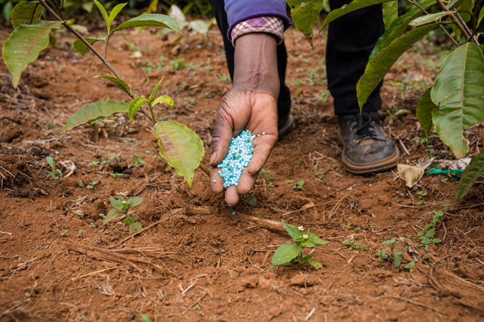 man fertilizing a plant 