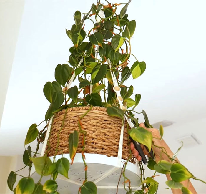 Person Pruning Philodendrons branches 