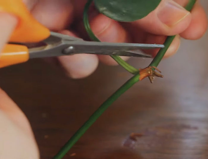 person propagating philodendrons with scissors 