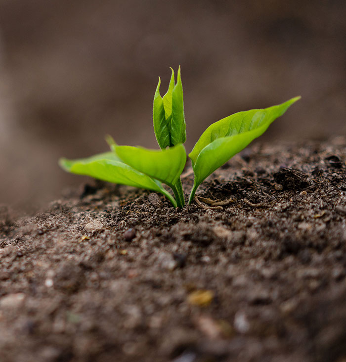 Small sprout growing in soil in nature