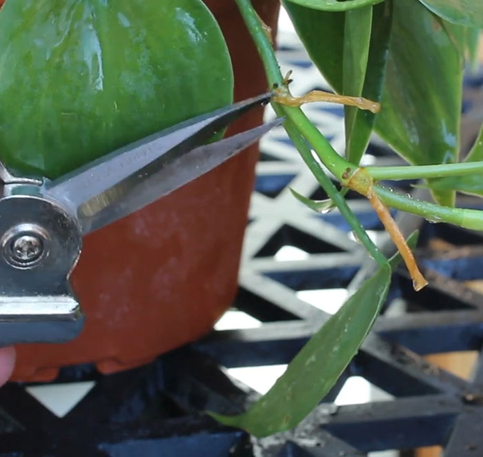 Person cutting philodendron stems 