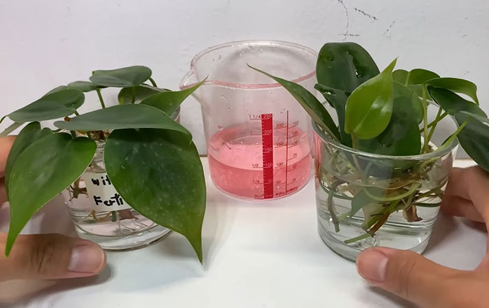 two philodendron stem sticking out of a glass jars