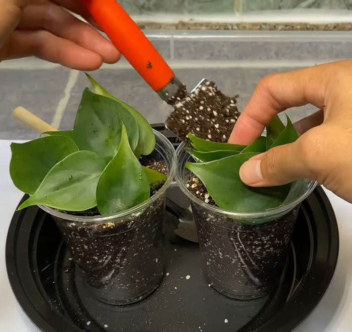 Person planting stems of philodendron