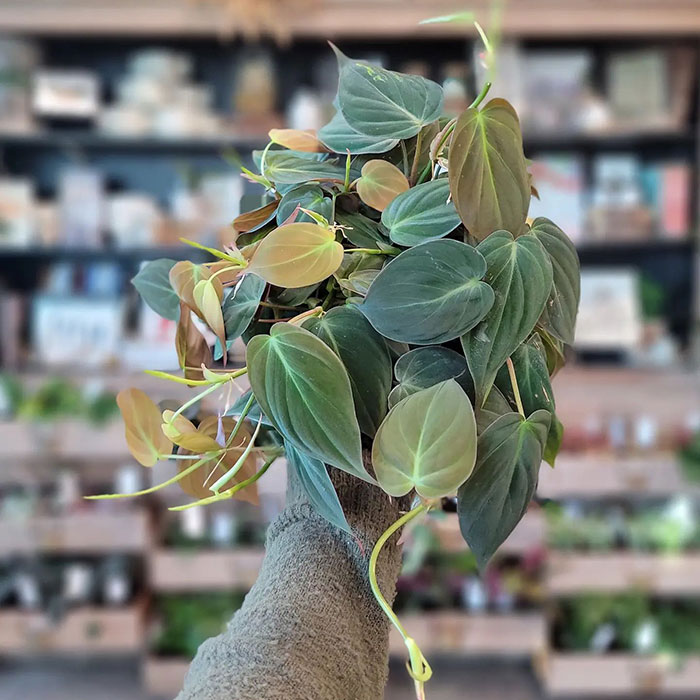 Person holding Philodendron Micans in his hands 