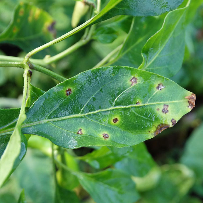 Bacterial Leaf Spot on a green leaf 
