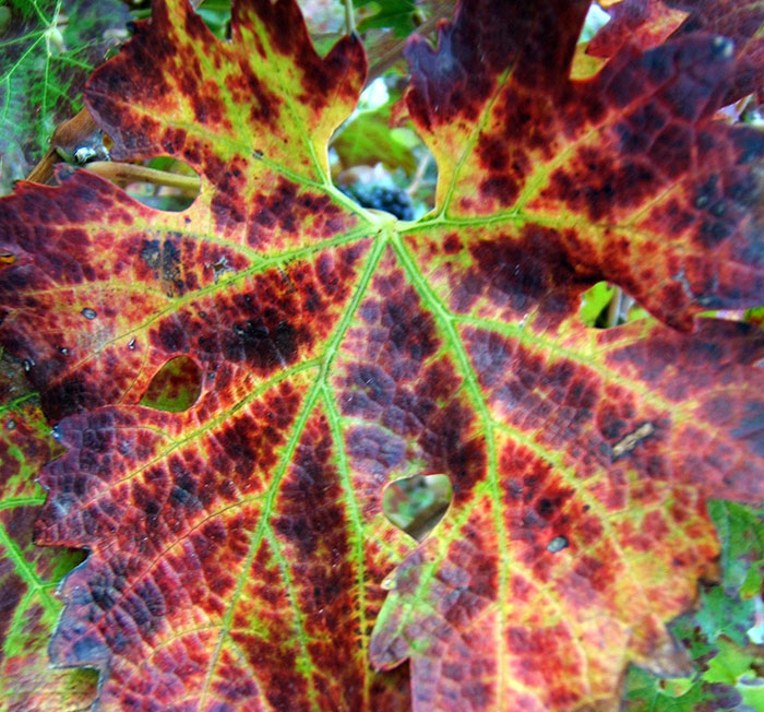 Leaf with cold injury 