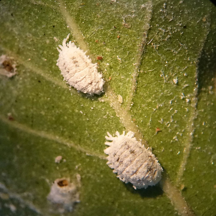 Many small Mealybugs on agave plant