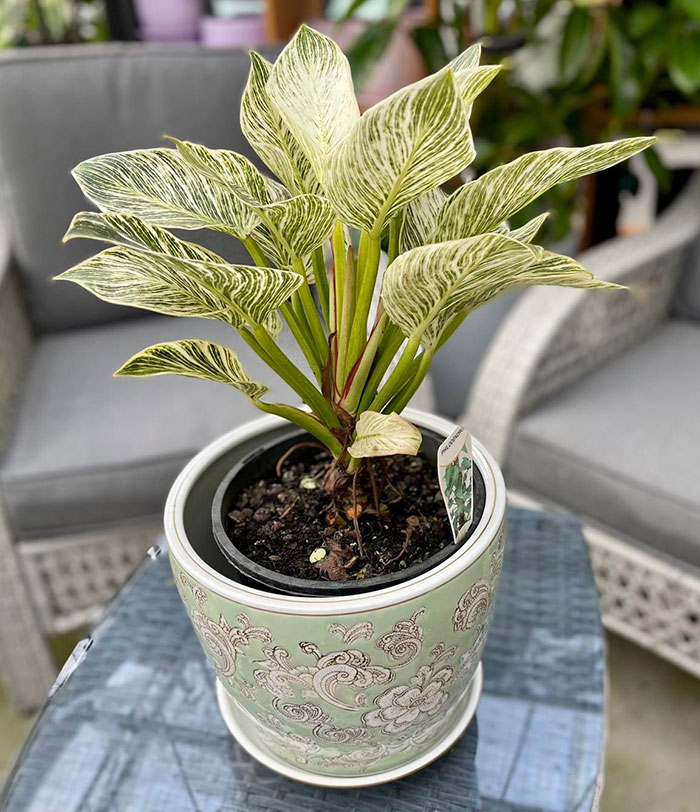 Philodendron Birkin in a colorful pot 