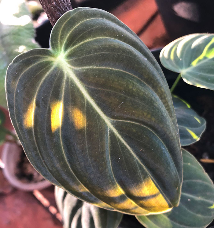 Picture of Philodendron Black Cardinal colorful leaf